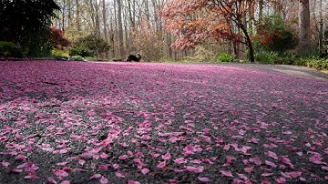 Understanding Joy with Jonathan Foust