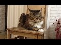 Ура!🐱 Кот Наелся!!!!🐮🐄 🐎 🐷 🍄🟫 🐟 🎏 И пошёл Спать 🌙 в Комнату..но...Как думаете,что произошло далее!?