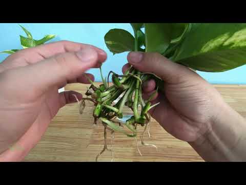 Video HƯỚNG DẪN CHIẾT VÀ TRỒNG CÂY TRẦU BÀ TRONG NƯỚC. - youtube