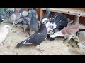 Rainy day racing pigeons