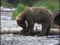 GRIZZLY BEAR CHASES FISHERMEN - THEY FIGHT BACK!