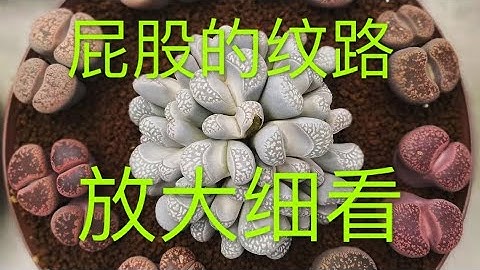 生石花｜纹路放大｜也许妳有一款会喜欢｜多肉里我命名的已经被中国、台湾、香港、日本、韩国等等国家认可 我也算没有白在多肉届混一圈｜今后详细介绍 - 天天要闻