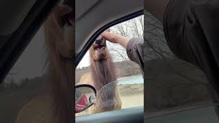 Drivers Mistake Elk for Moose and Offer Carrots