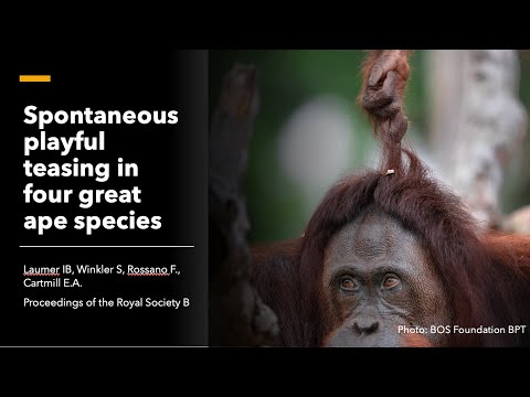 Playful teasing in four great ape species