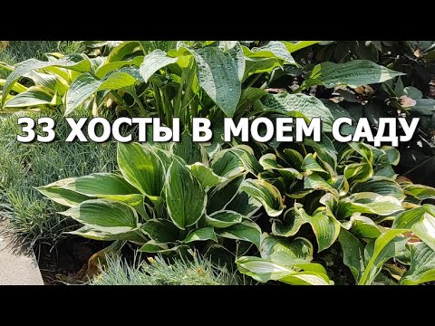 Видео: Компаньоны хосты в саду - что такое компаньоны для хосты