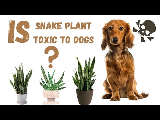 Are Snake Plants Poisonous to Dogs? A Comprehensive Guide for Pet Owners 3 sddefault