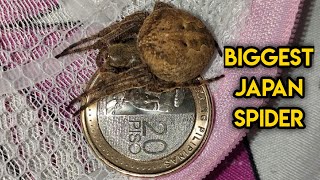 Japan Giant fighting spider