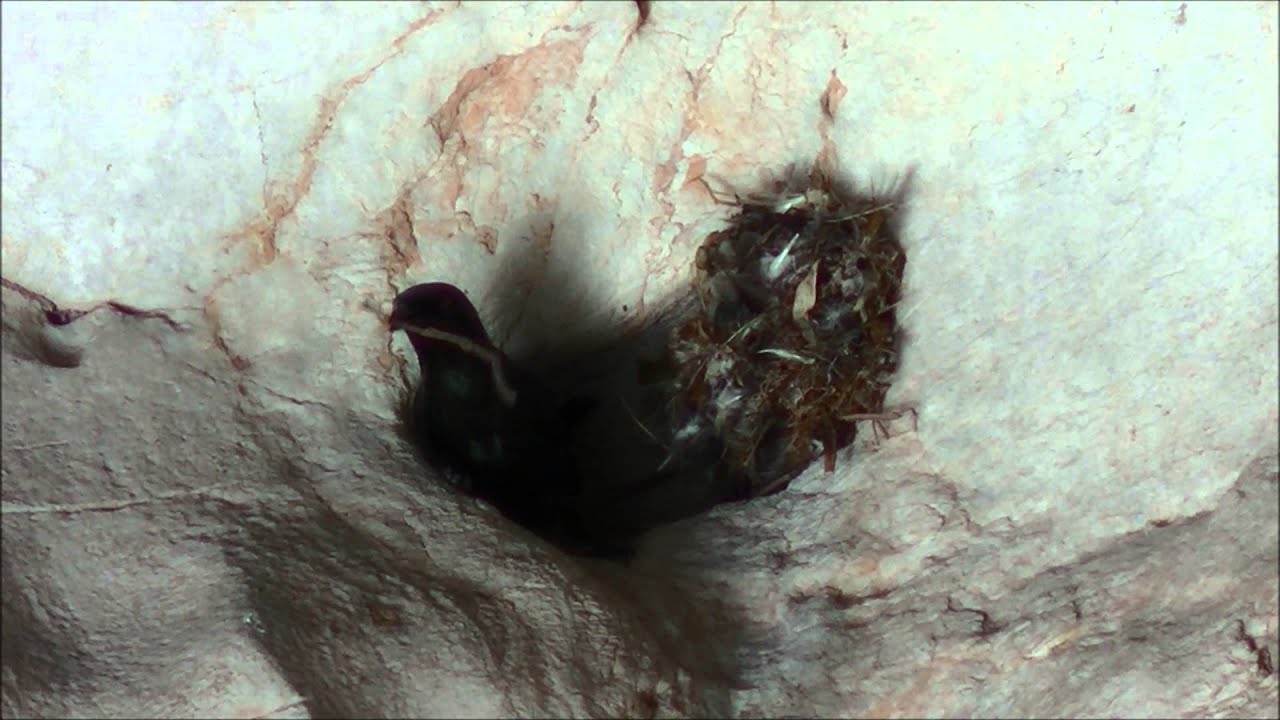 My Movie Asian Glossy Starling nest building 