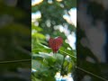 Redmi note 12 using apexel 18x zoom lens. nature photography #apexellens #mobilevideography #short
