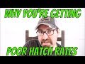 Why You're Getting Poor Hatch Rates