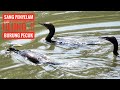 Perilaku Burung Pecuk Hitam Di Alam (Little Black Cormorant)
