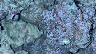 Golden state boys elete - exotic gas