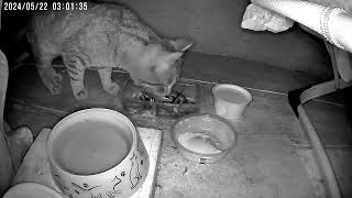 Животные у кормушки #15 Cat cam