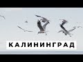 Калининград и область. Влог