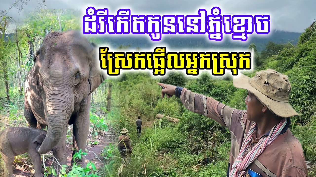 [ក្ដៅៗ]ដំរីកើតកូននៅភ្នំខ្មោចស្រែកឡើងរំពងព្រៃ ផ្អើលអស់អ្នកស្រុក