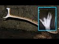 巨型五步蛇突現山林，一口咬掉人兩根手指，五步蛇有那么危險嗎？