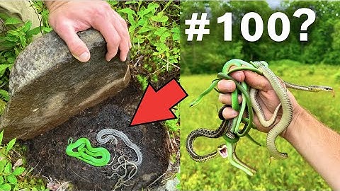 Can We Find 100 SNAKES in a Day?!