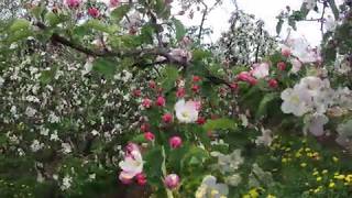 Download Lagu Moh Gi ? Bah Jat ! - Greenspot Grootloon, Borgloon MP3 Download Lagu Moh Gi ? Bah Jat ! - Greenspot Grootloon, Borgloon MP3