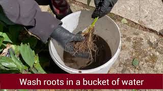 Cleaning Roots to Prevent Jumping Worms