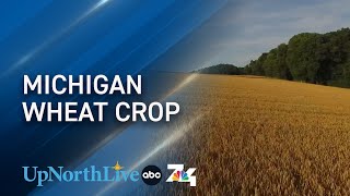 Mild winter increases Michigan wheat crop despite late planting by UpNorthLive 22 views 6 days ago 3 minutes, 16 seconds