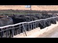 I Am Angus: Role of a Feedyard