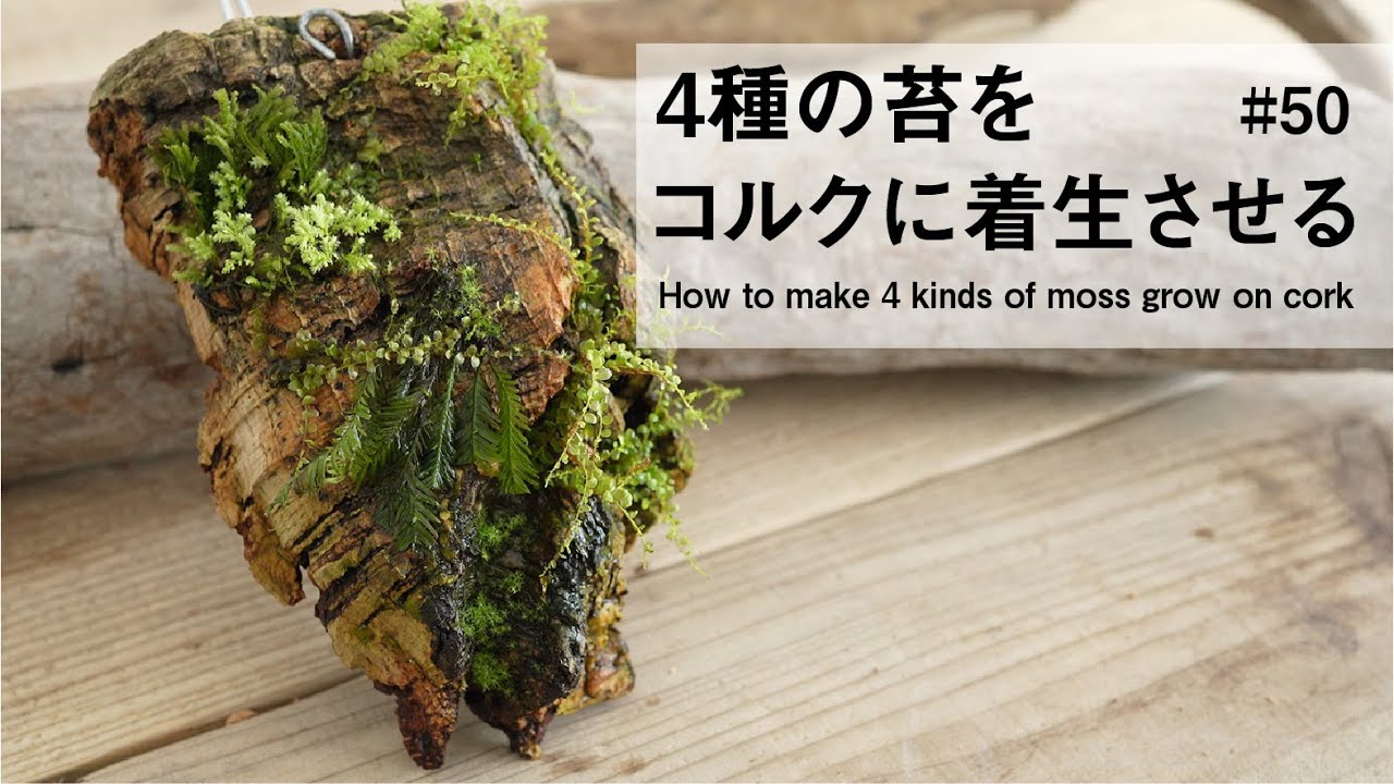 Grow 4 types of moss on cork bark #50 - YouTube