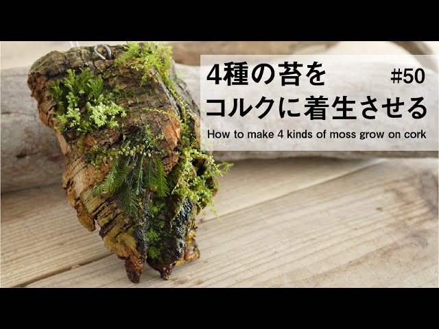 Grow 4 types of moss on cork bark #50 - YouTube