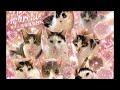 Neko marchie8 Cat′s home がライブ配信中!