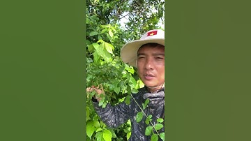 Cây Thuốc Canh Châu công dụng rất hay #covenduongvlogs #câythuốcquý #caythuoc #farming #caycanh