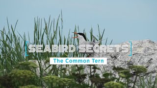 Seabird Secrets | Episode 2: The Common Tern