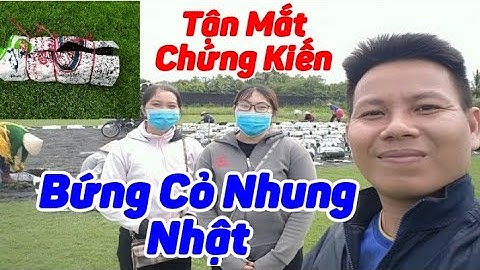 Siêu Thị Cây Cảnh | Xem Cỏ Nhung Nhật tại Làng Hoa Sa Đéc | Anh Hoa - Làng Hoa Trăm Tuổi (Vlog 2)