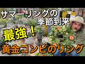 【寄せ植え】黄金コンビのサマーリング