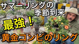 【寄せ植え】黄金コンビのサマーリング