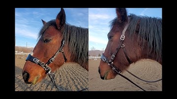 EDIX Saddles Hack-Q Bitless Bridle first rides