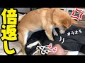 柴犬が寝てる女子高生に反撃！？キス魔女子高生を叩き起こす！