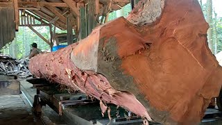 omset ±100an juta bos besar juragan kayu mahoni super proses penggrajian pembuatan bahan bak truk