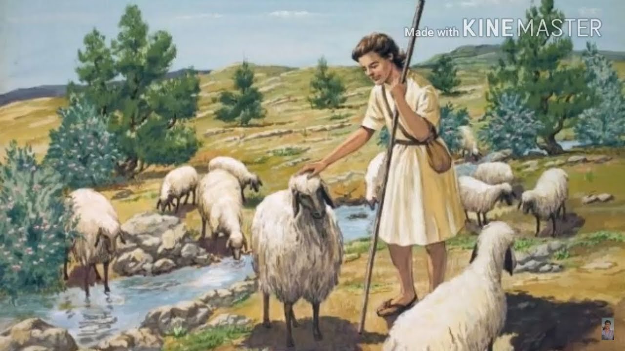 Пасу овечек