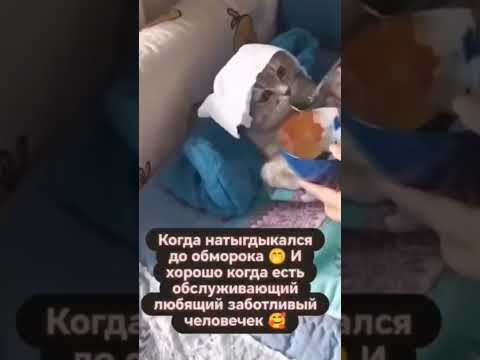 Маленький хитрюга 😹 #природа #cat #веселыекоты #животные #прикольныекоты #кот #мем