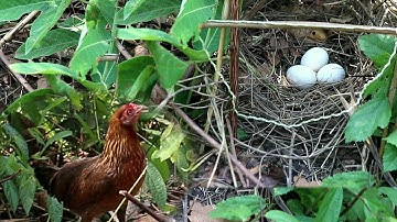 Yos hav zoov cuab poj qaib qus puag qe mag zoo heev 2021-22