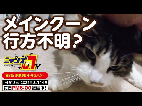 《第1913回》メインクーン 行方不明?