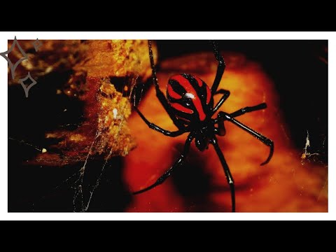 Каракурт. Описание, особенности и среда обитания каракурта