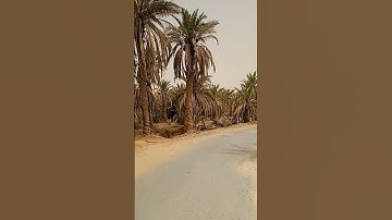 احترام القرآن الكريم #الجزائر #اكسبلور #ouargla #algeria #ورقلة #لايك #الصحراء #تيك_توك