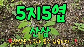 ☘️산삼은 누구나 찿을수 있습니다☘️ by 영상찍는심마니  1,391 views 13 days ago 15 minutes