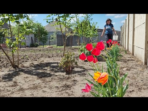 видео: ПРАЦЮЄМО З МАТУСЕЮ НА ГОРОДі. ОГіРКИ АРТИСТ і САТіНА.