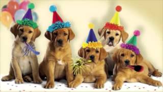 Happy Birthday  Dogs Singing