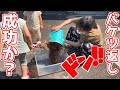 じゃがりこバケツでジャガイモ作った結果報告…