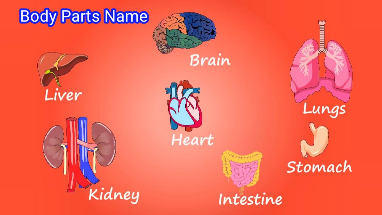 human body parts name with picture | body parts name for kids | human body parts name 