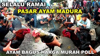 Download Lagu Selalu Ramai Pasar Ayam Bangkok Madura Hari Sabtu Full Ayam Bagus | Harga Ayam Bangkok Terbaru MP3
