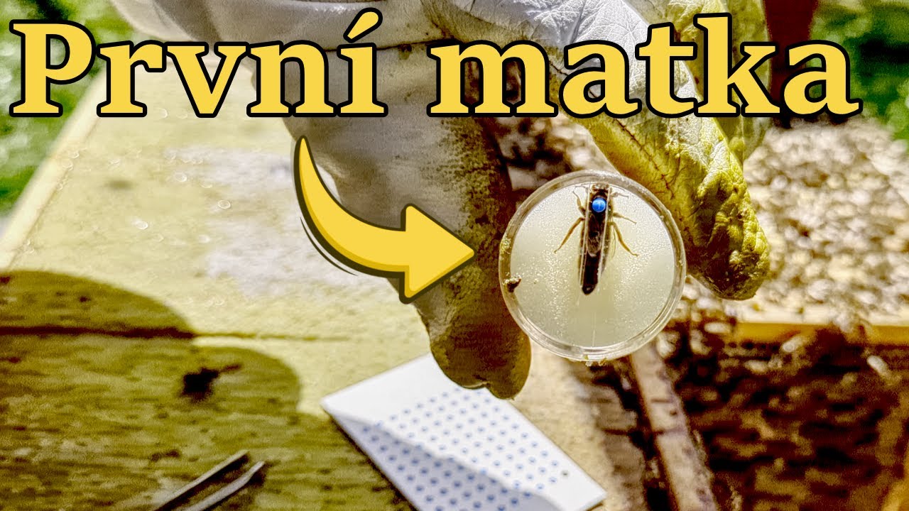 Kde jsou ty matky a další roj/ Včelařský rok 2025 Červen