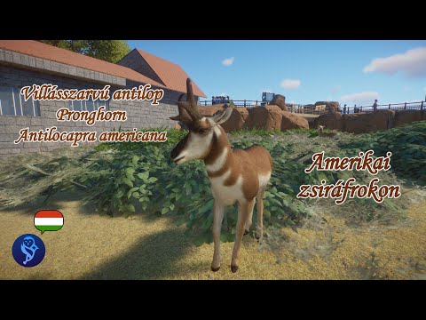 Villásszarvú antilop: Észak-Amerika különös, villámgyors prérilakója